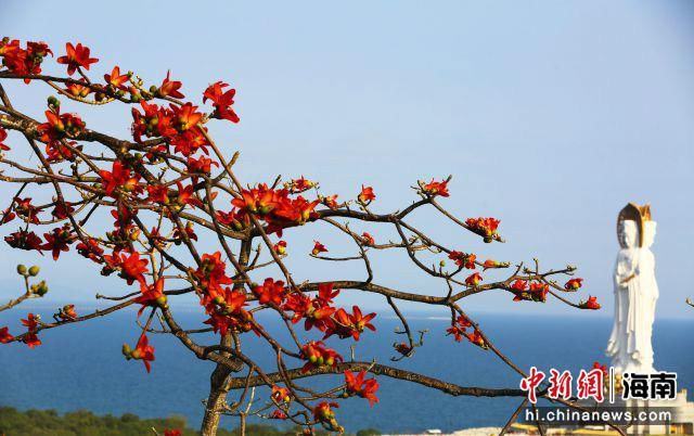 中年|三亚南山：面朝大海 尽享木棉花的春天