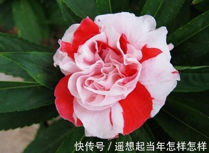 4种花养阳台,浇点水就狂开花,开成花海,比吊兰好养,你养了吗