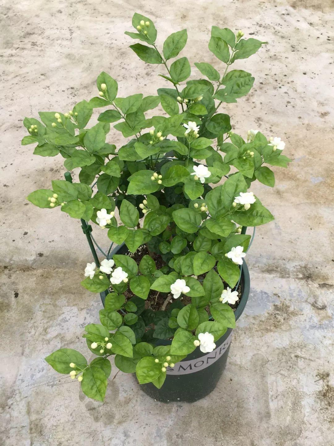 茉莉狠心剪几刀，呼呼窜成3层塔，开花满树香味足