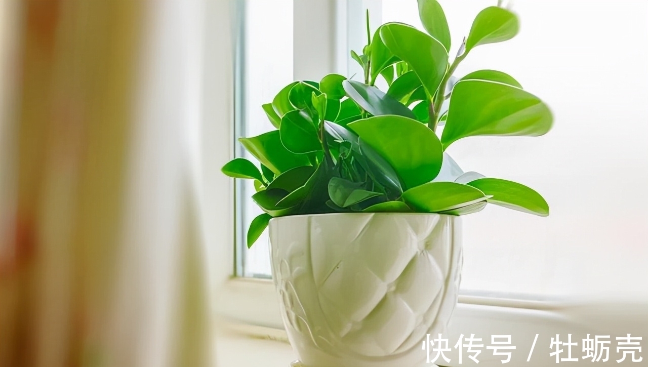 这6种花不能长太高,一长高就得赶紧剪,越矮才能越漂亮