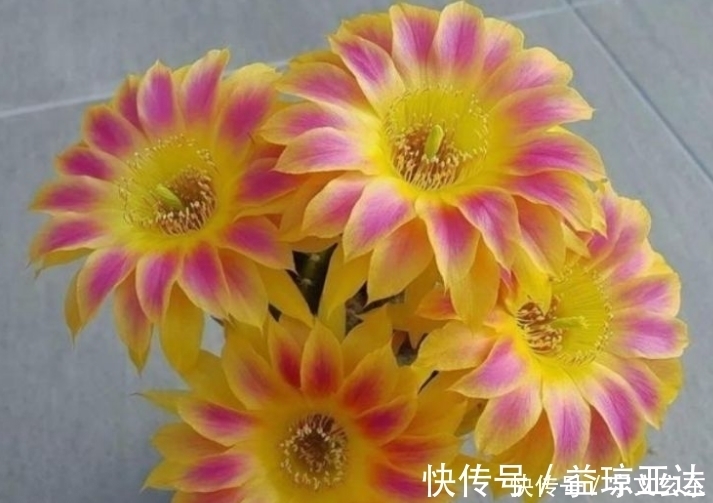 飘香藤|最有仙气的3种花,好养又漂亮,开花一茬又一茬,美如仙境!