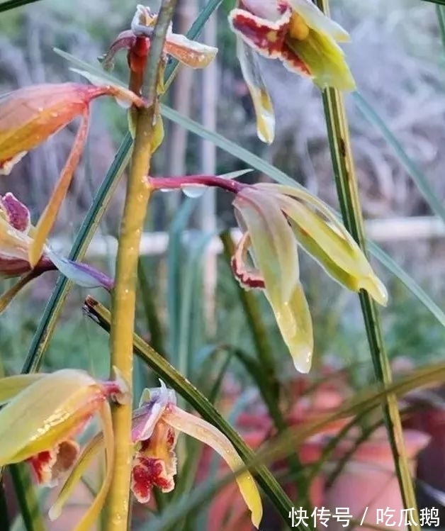 兰花发现空根，只需依照这3步操作，当年就能新根满盆