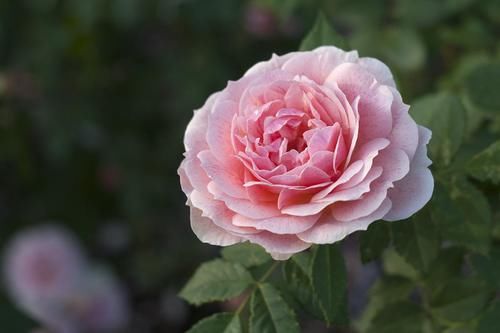 月季入春后施肥有讲究，什么时候第一次施肥你知道吗？时间很重要