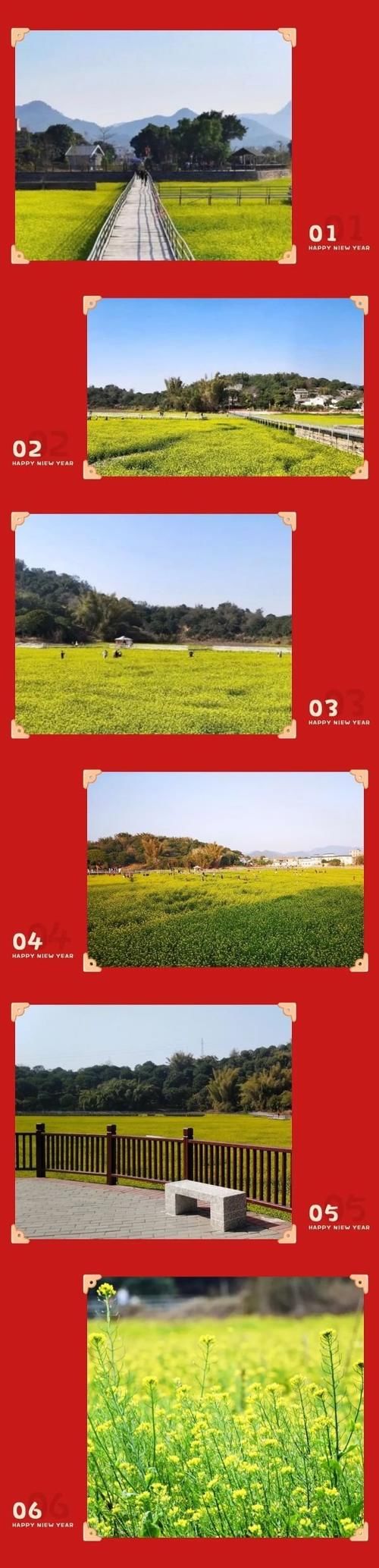 “油菜花的天堂”，在潮州狮峰村等你！