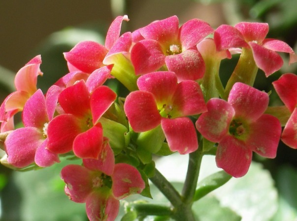 喜欢养花,不如养盆丁香,花色清新又美丽,花开烂漫惹人爱