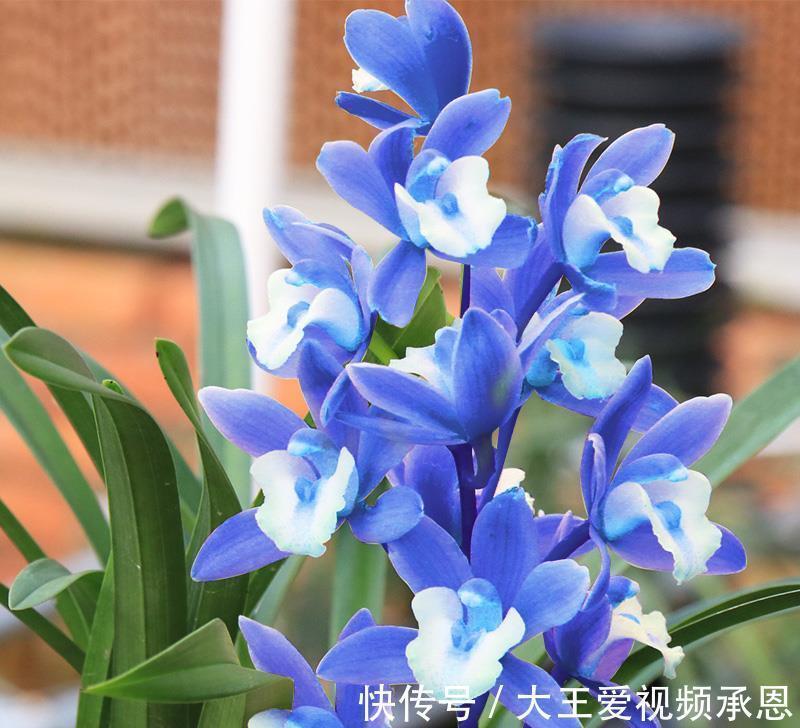 建议阳台有地方，一定要养盆“蓝宝石”，又仙又美，还可四季赏花