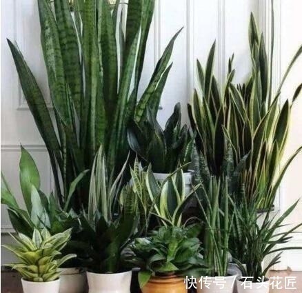 吊兰|这4种花“生崽”高产量,长1年撑破花盆,1次分出20棵