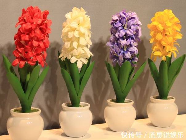 媳妇在家养盆栽风信子，花谢后这样处理，来年依旧花开灿烂