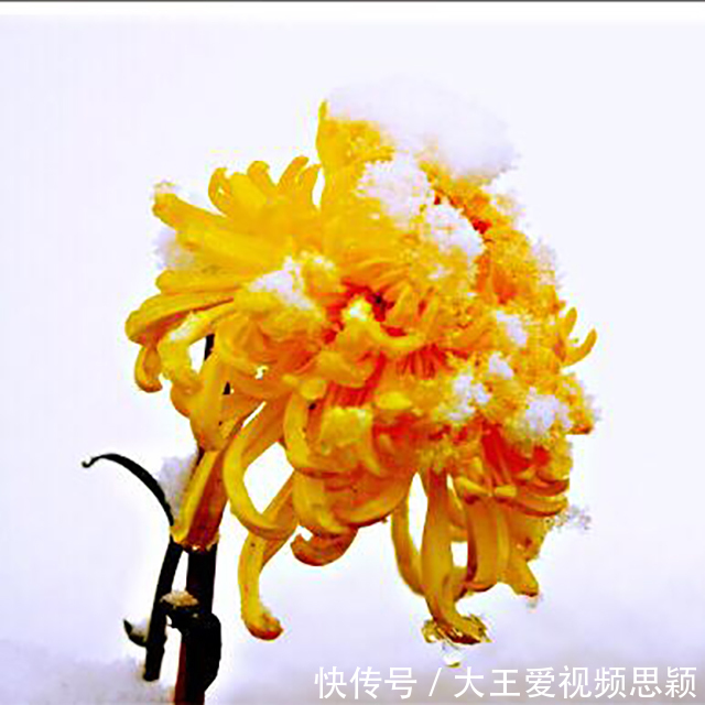 观沧海!他终身未娶,一首咏菊诗流传千古,其中14字大多数人都会背