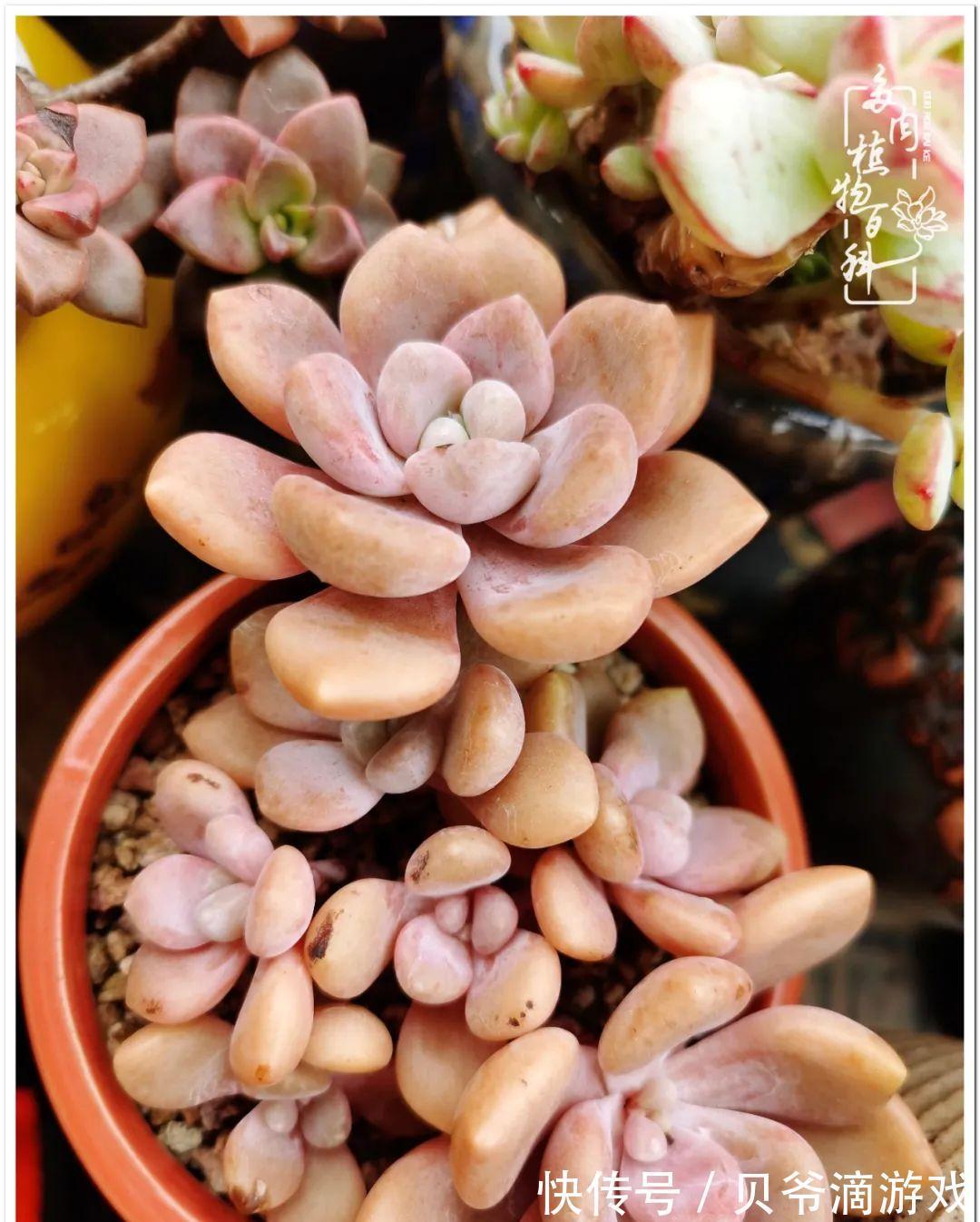 养多肉是喜欢,顺其自然是心境!