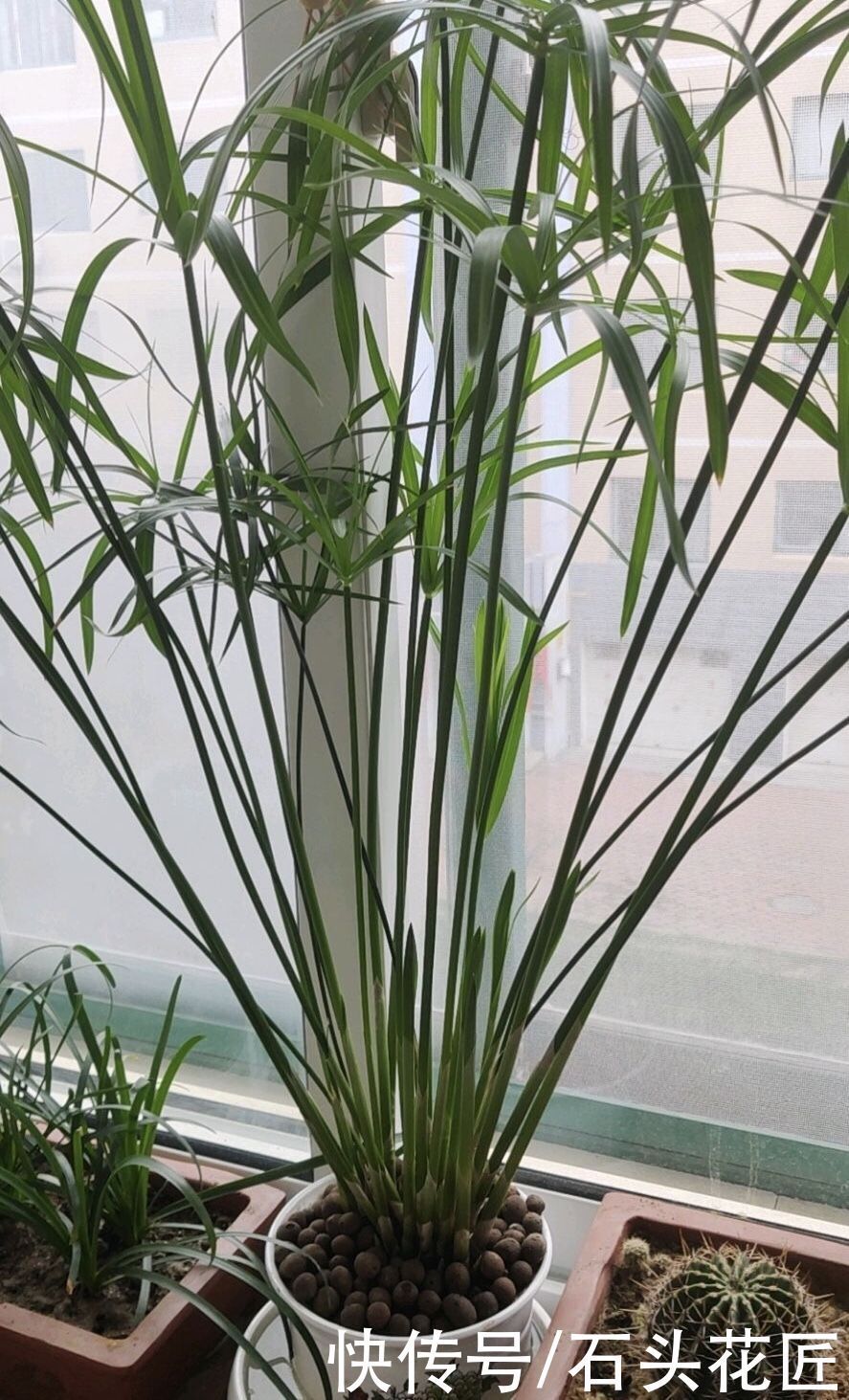 白掌|北方家里“干燥”?冬天养上3种植物,房子湿润、空气好