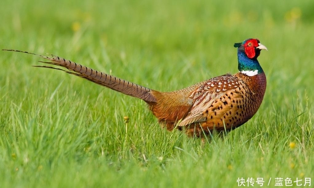 爱吃|木耳虽好,冬季吃木耳,小心2种吃法变“夺命符”,爱吃的人牢记