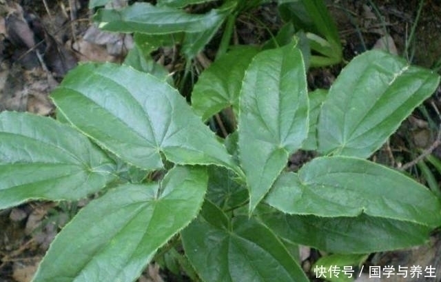  植物|在院子里，看到1种“淫羊藿”，请保护，如今1斤“50元”，珍贵