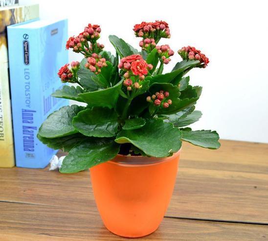 常见的4种花,再便宜也不要买,摘几片叶子,就能轻松养出一大盆