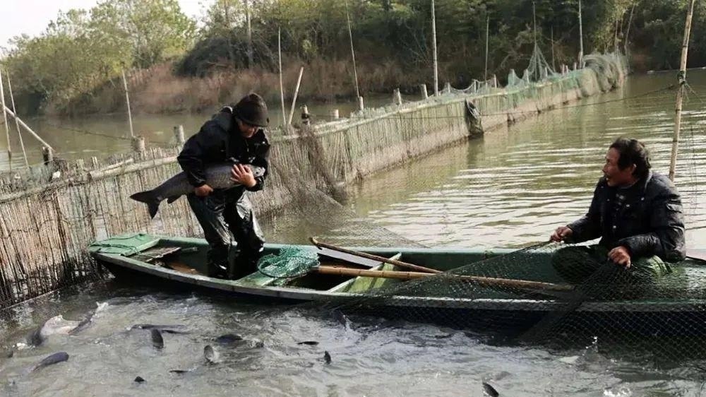 此鱼最喜欢吃螺蛳,鱼胆有大毒却是难得药材,鱼肉腌制鱼干是一绝