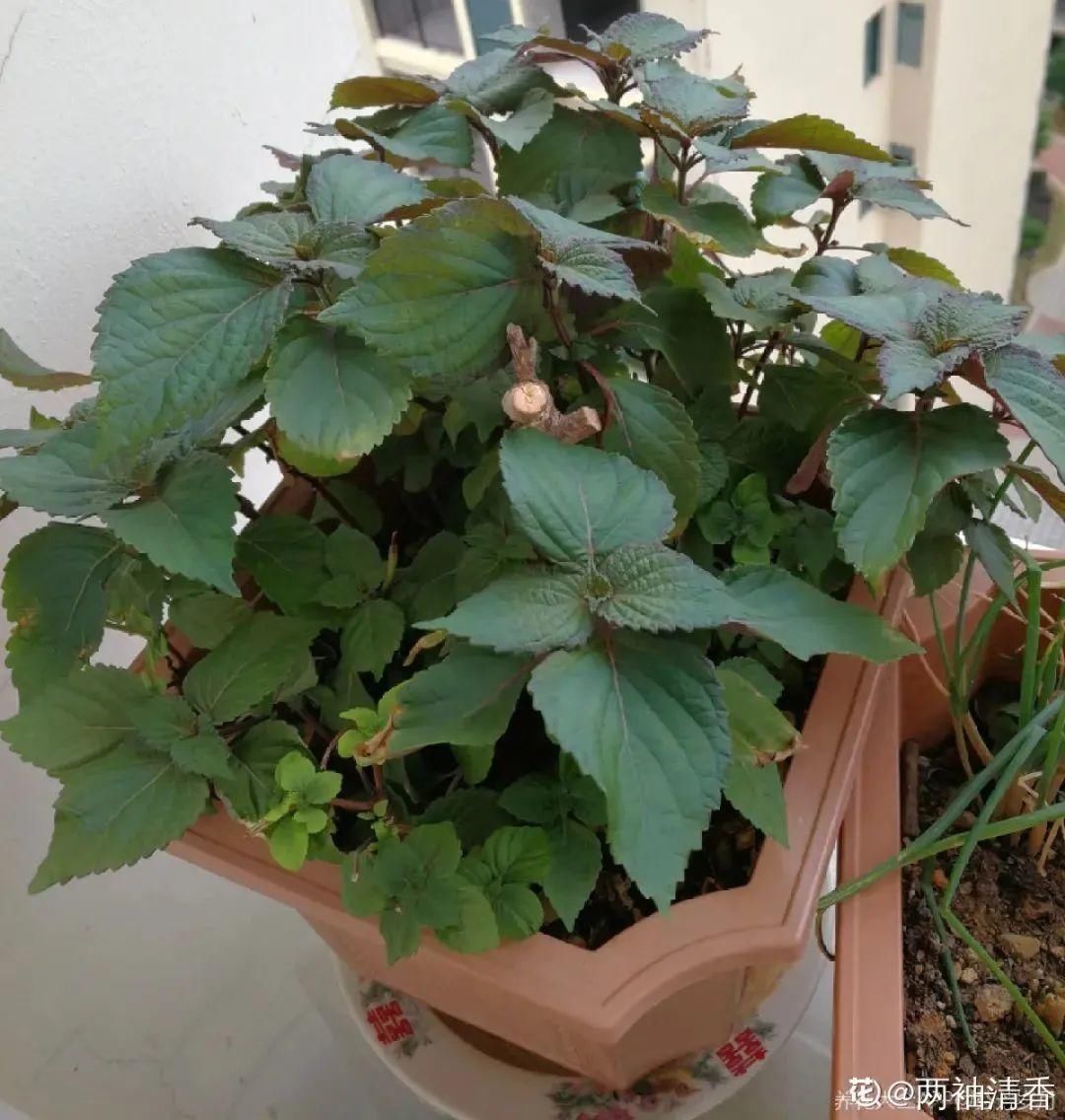 人养花,花也养人,家里养这10种花,越养越健康