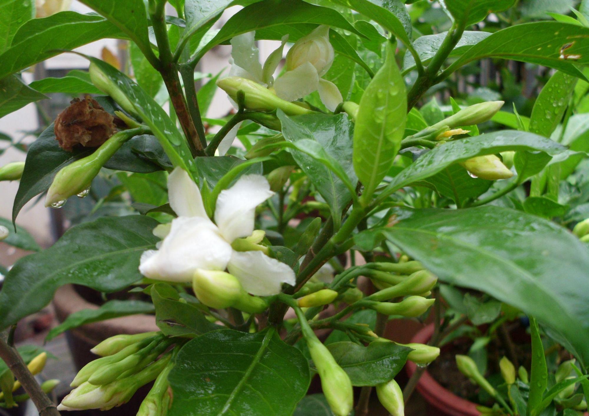 栀子花叶黄掉苞,是3大原因造成的,怎么办?