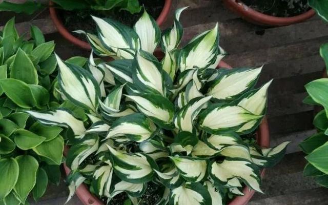 史上最耐阴的花,越阴凉越长得旺,绿萝虎皮兰靠边站