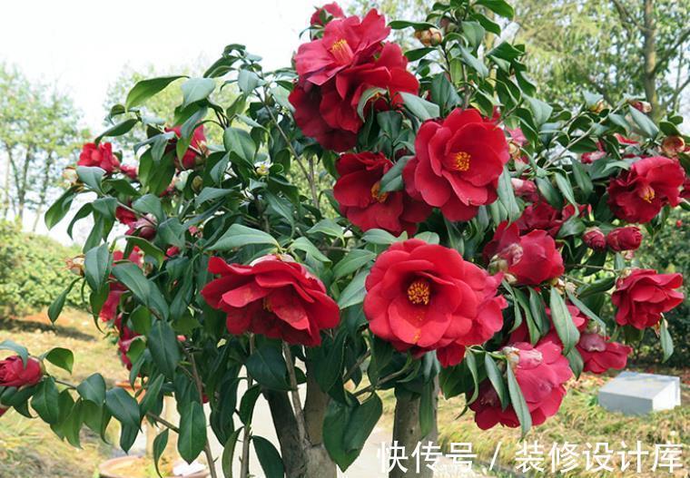 老花匠都喜欢的4种花,10月养一盆正当时,花多花美还好养