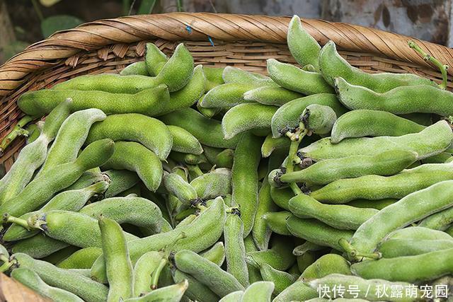 南方|马上大量上市,果实却含小毒,南方很多人爱吃,8元一斤热销