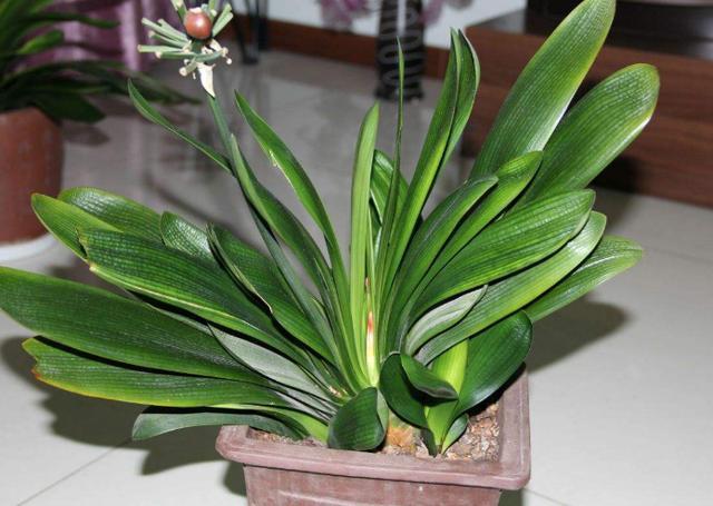 养殖君子兰盆栽,想要叶绿根茎粗得''喂点它'',在家就能自制