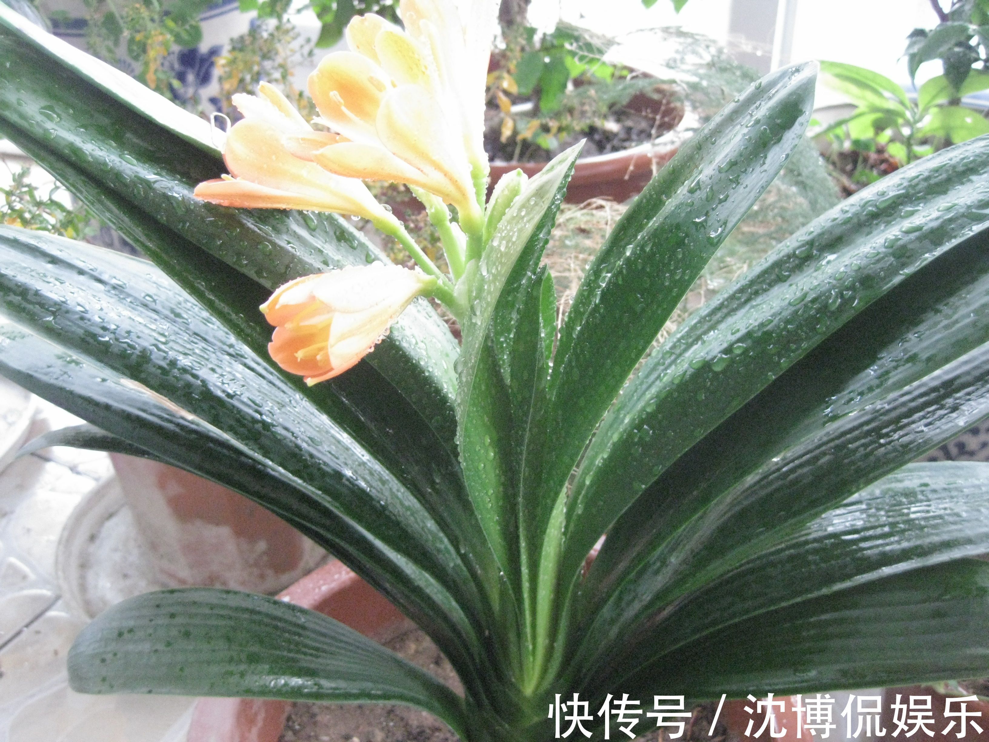 君子兰花|4种“吉利花”,让春节变得喜庆、热闹起来,家里年味都浓了