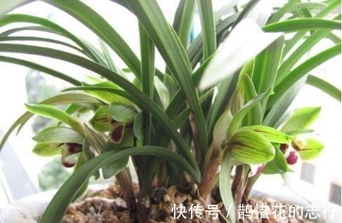 茎腐病|兰花常常养出“馒头堆”,这种造型好处多,预防病虫,花苞冒得多