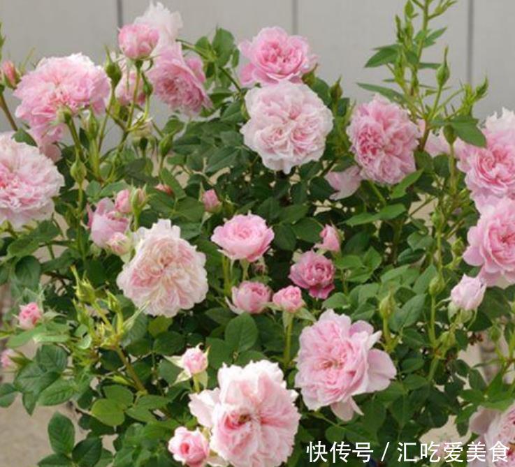 4种花自带财运,家里养一盆,开花漂亮花期长,谁养谁喜欢