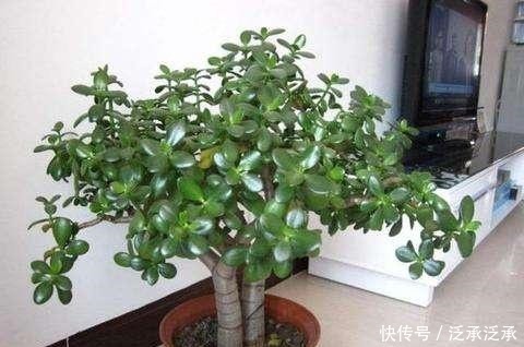 富贵人家养花,专养这5-6种“寓意好”的“树”,您有在养吗!