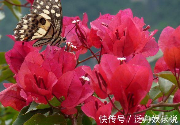 喜欢玫瑰,不如养盆“精品月季” 合唱团,层层花瓣,娇艳优美