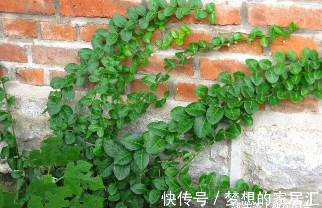 芳藤|扶芳藤的根系发达，搞不定附石式或附木式盆景，可以拿它练手！