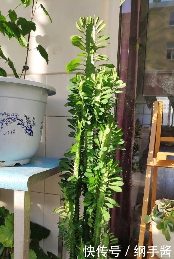 家里有龙骨的花友,冬天要防冻,小心冻死,这玩意一点不抗冻