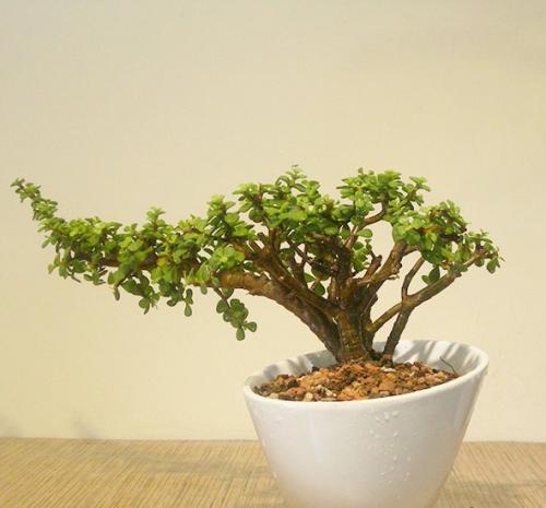 3种高颜值的肉质植物,养成盆景美极了,内附养护技巧