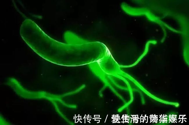 小程|远离胃炎、胃溃疡,先从清除厨房的幽门螺旋杆菌开始!