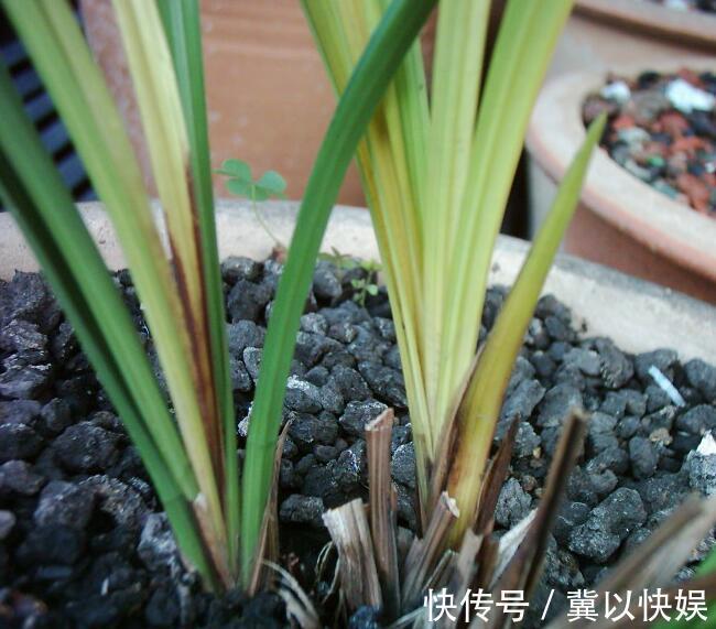 秋季兰花得茎腐病怎么办教你“4法”，找对病因，照样可以救活