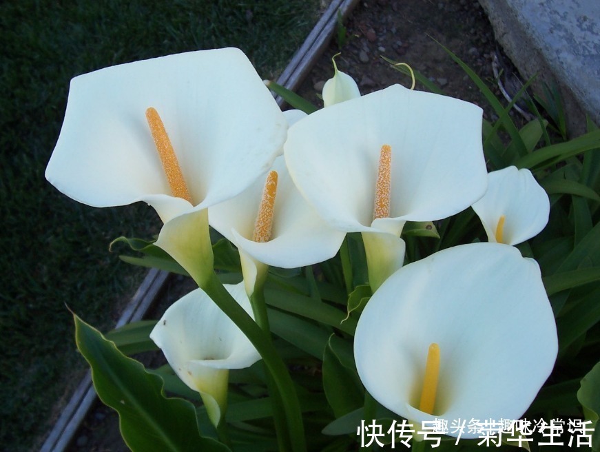 新手|这五种喜欢水的植物,随便浇水都不怕,适合新手养