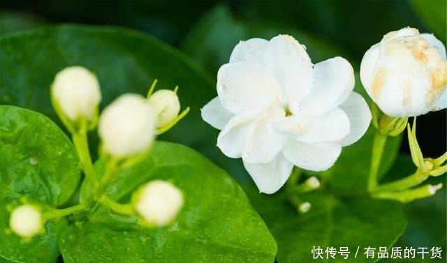 5月养这3种花，多用磷酸二氢钾，开花多！