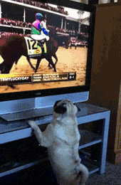 |搞笑动图:看我一动一动的猫耳朵,帅不!