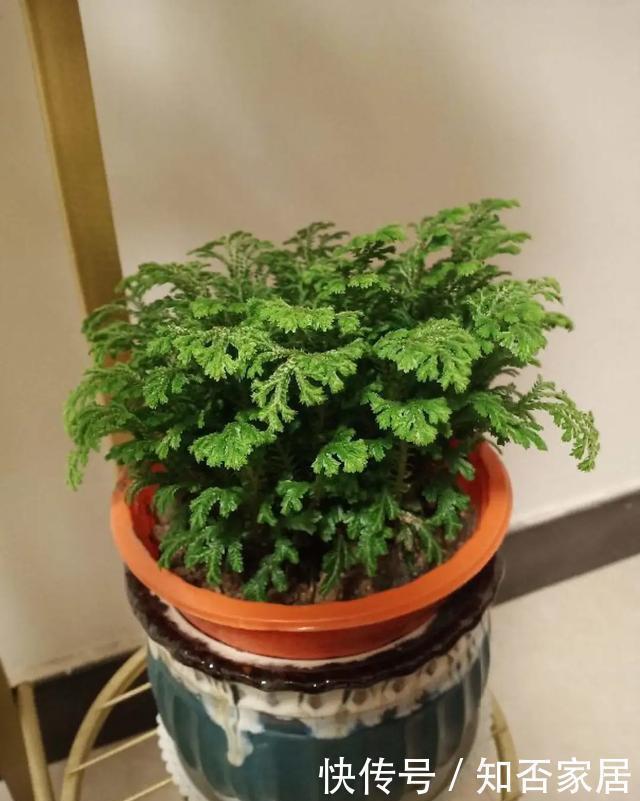 叶片|养花技巧：折腾不死的25种花，咋养都爆盆，懒人最适合