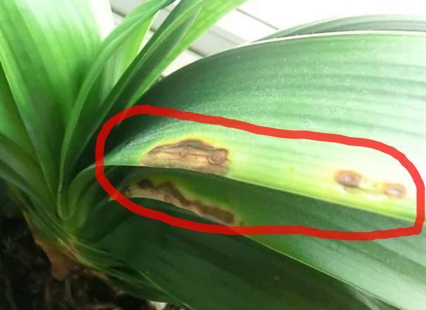 君子兰不冒花，直接“一刀切”，花箭钻出叶，花开“年年红”