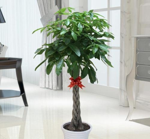 大气|4种盆栽花卉,大气又好养,养成盆景美极了,值得拥有!