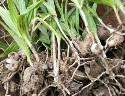 看着像大蒜，近看似蜗牛，花朵像蝴蝶兰