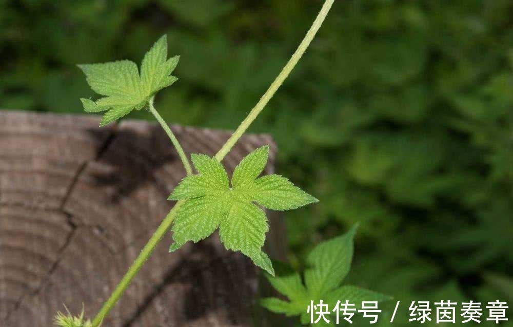 野草|农村长满倒刺的植物，真是没想到，原来还是个大宝贝，清热解毒