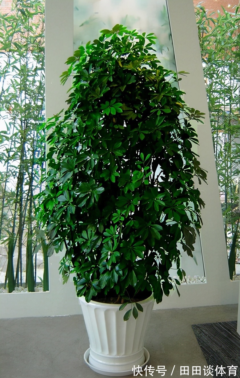 9种“吉利花”,优雅又大气,转运又富贵,养在客厅太“旺家”