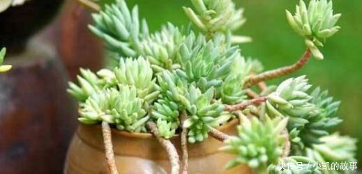 养多肉千佛手,记住4点,一棵长成一大盆,养成垂吊状,漂亮!