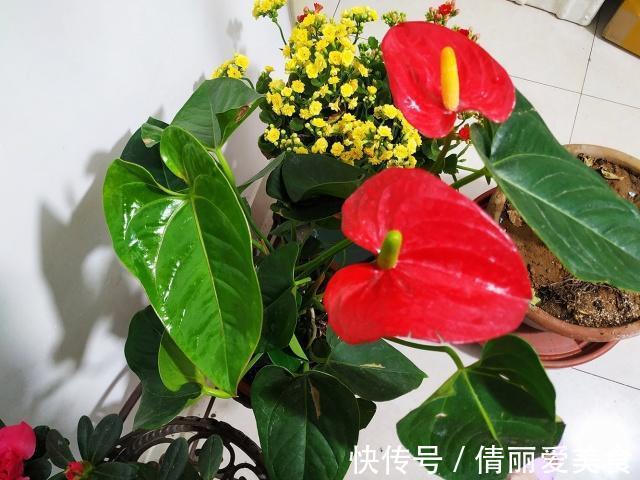 出门最容易“捡到”的5种花,拿回家剪几刀,不花钱成好看盆栽