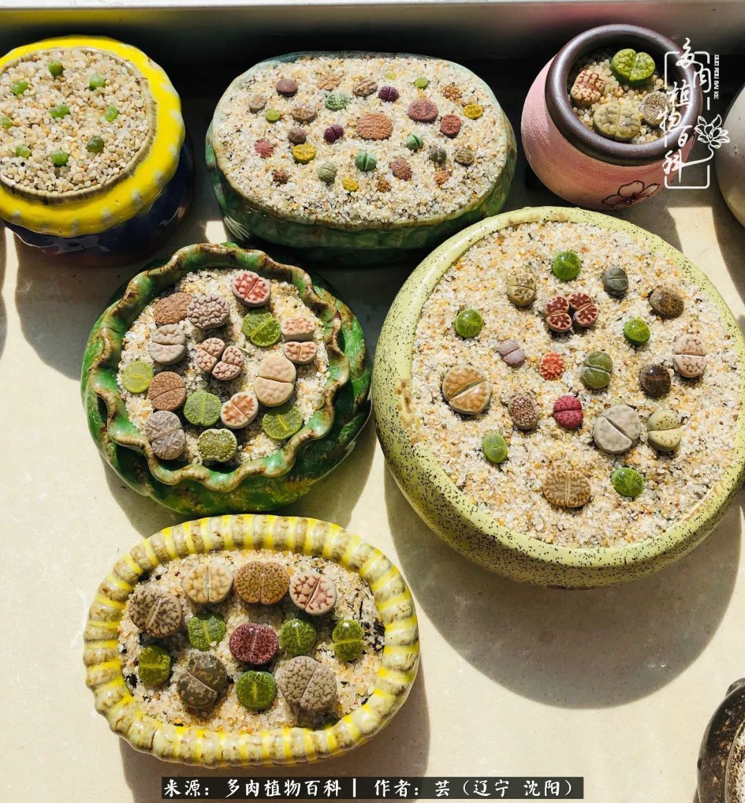 血罗|万物皆有灵性，一年四季有多肉陪伴真好！