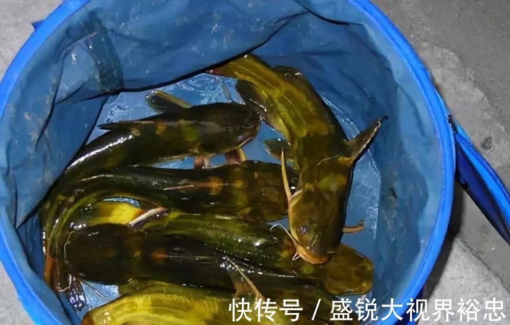 垂钓|钓鱼时遇到这个“脏东西”,别错过,用来打窝很不错