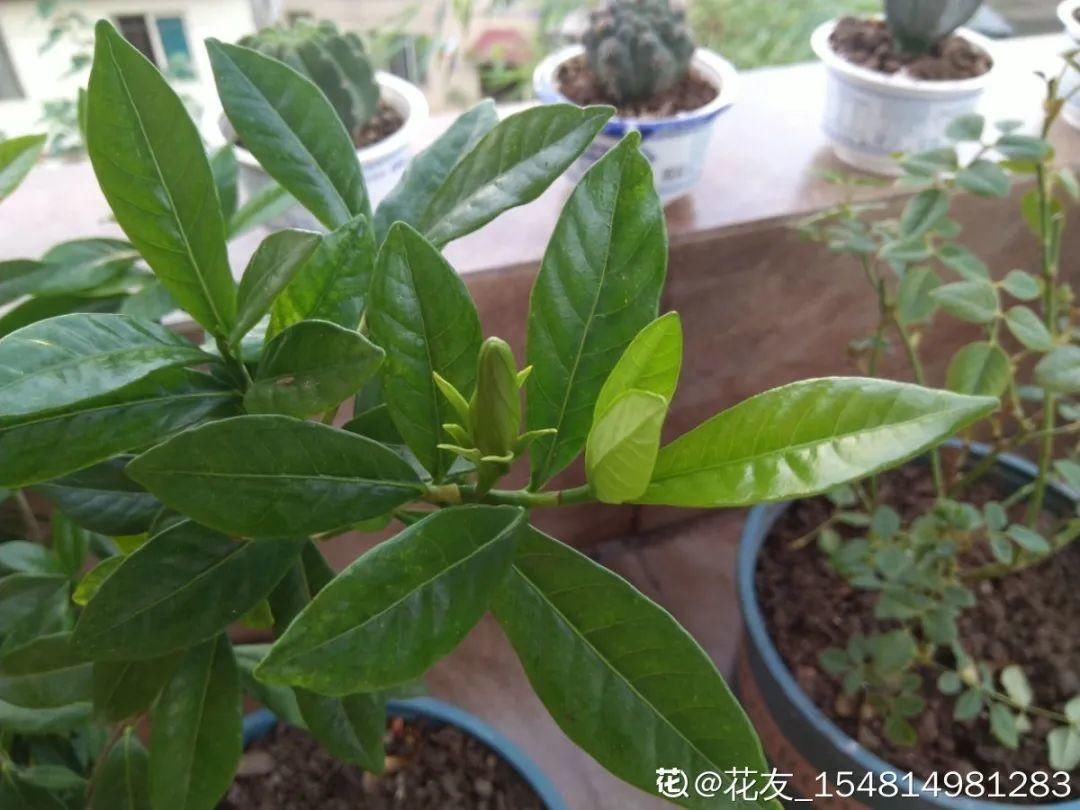 开花|10种花冬天还要施肥，不然植物越养越差，再也不开花