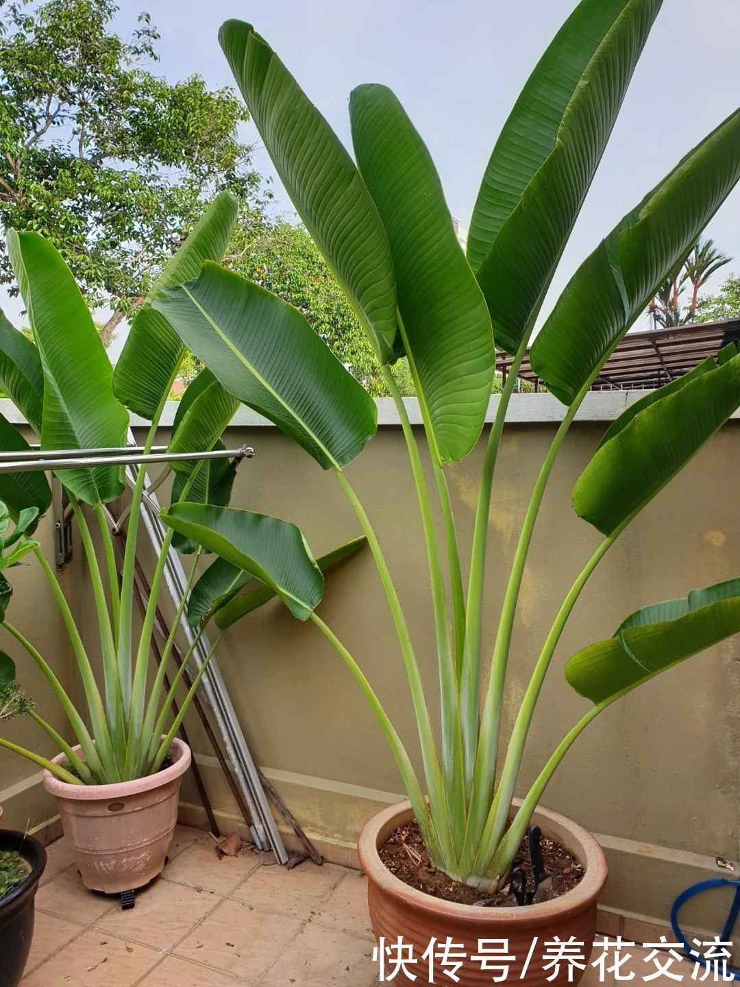 花朵和鹤望兰极其相似的旅人蕉,常被做成仿真花,极具热带风情